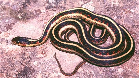 Northwestern Garter Snake Poisonous Watchable Wildlife Red Spotted