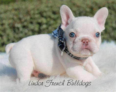 Frenchie puppies can become unpleasant little tyrants if they don't get to spend the optimal amount of time with their mother and littermates, learning the rules of behavior toward people and other dogs. French Bulldog Breeders For Sale Near Me - Bulldog Lover