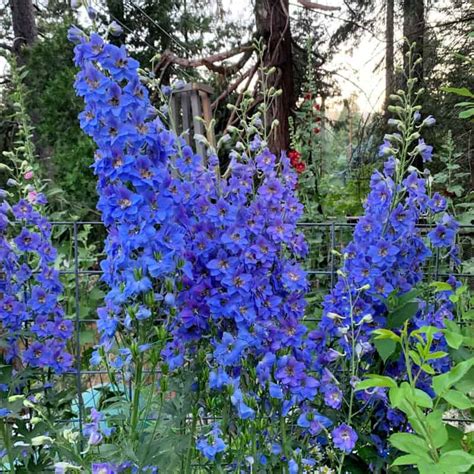 How To Grow Delphiniums In Your Garden Flower Patch Farmhouse