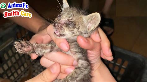 kittens in crisis 5 dying kitten rescued from street in bad condition 😿 youtube