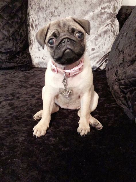 Pug Puppy Female Kc Reg Reduced Price In Oldham Manchester Gumtree