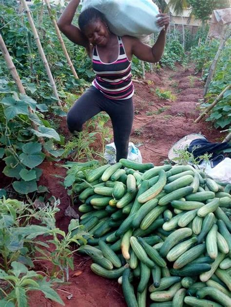 nigerian lady mgbeke celebrates after a bountiful harvest shows off large quantities of