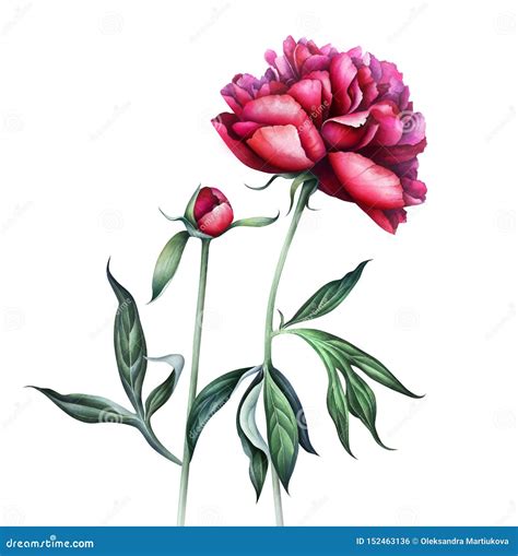 Elegant Burgundy Peonies Isolated On White Background Watercolor
