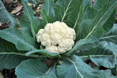 How To Grow Cauliflower Successfully Farmers Almanac Plan Your Day