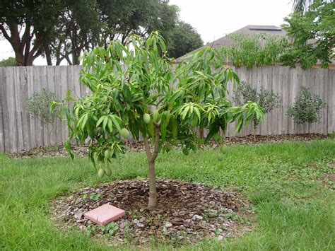 How To Grow Mango Trees In Container Mango Tree Potted Trees