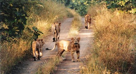 The Gir Forest National Park And Wildlife Sanctuary Is A Forest And