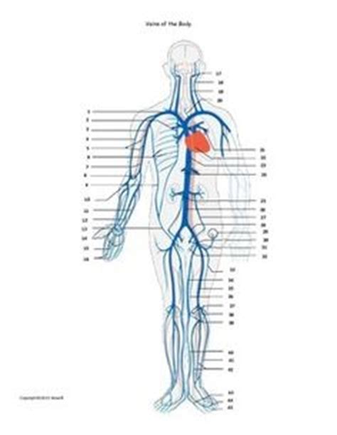 Most capillaries are thinner than a hair. Bones of the Foot Identification Quiz or Worksheet ...
