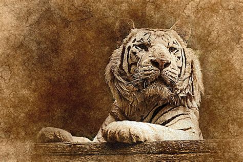 Animals Art Muzzle Predator Tiger Hd Wallpaper Pxfuel