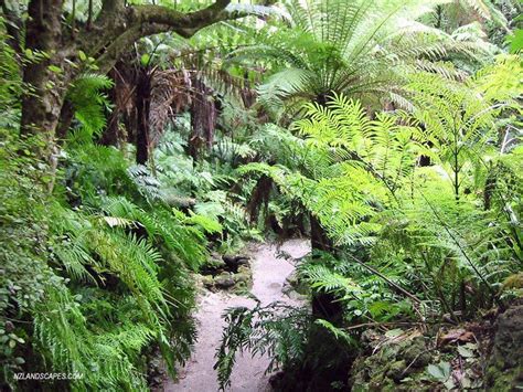 Every square inch matters in a small vegetable garden. nz native garden ideas - Google Search | Garden landscape ...
