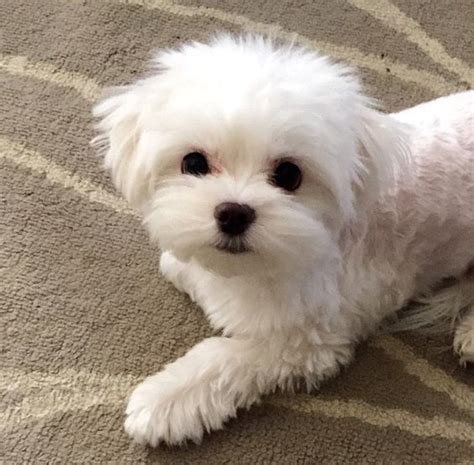 25 Haircuts For Maltese Maltese Puppy Teacup Puppies Maltese Cute Dogs