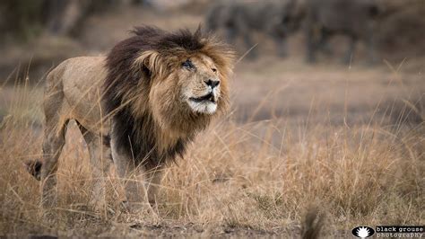 Scarface, the dominant male of the marsh pride in the masai mara, kenya, africa is enjoying is kill he just made over night. Scarface - Probably the Most Famous Lion in the Maasai ...