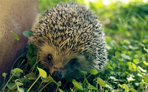 Hedgehog Full Hd Wallpaper And Background Image 1920x1200 Id279325
