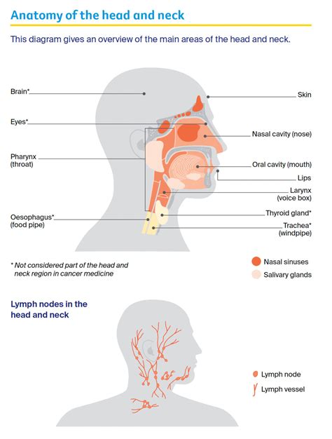 Head And Neck Cancers The Head And Neck Cancer Council