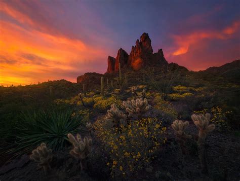 This spring, the oasis will burst into colors as desert wildflowers bring a super bloom to palm springs and southern martin and barrows encourage visitors to experience these beautiful desert spring flowers but to also be (desert sunflowers and arizona lupine at metate ranch, red jeep tour). Red Spring : Superstition Mountains, Arizona : Marc Adamus ...