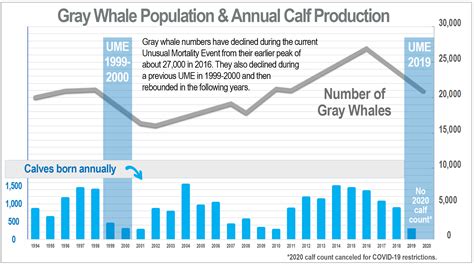 west coast gray whales declined during unusual mortality event similar to past fluctuations in
