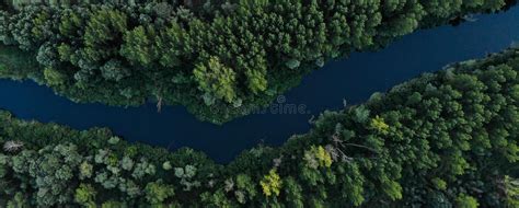 Banner Top View Of Green Dense Forest With Tall Trees The River Flows