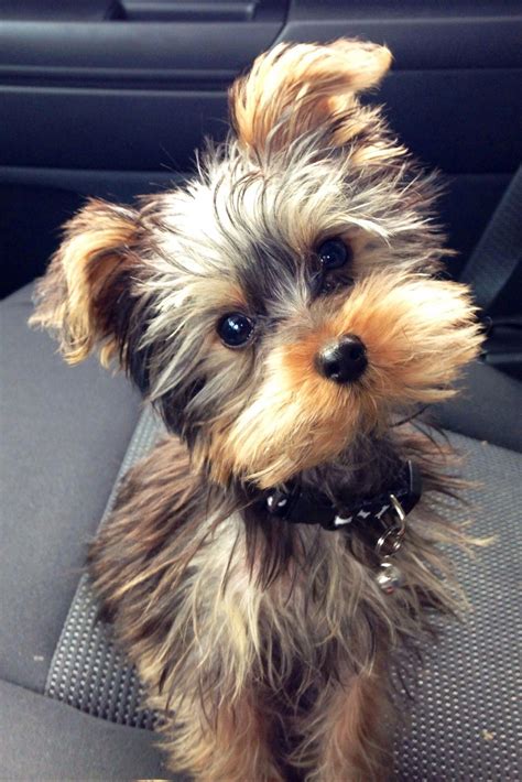 Outstanding Yorkshire Terriers Detail Is Offered On Our Website