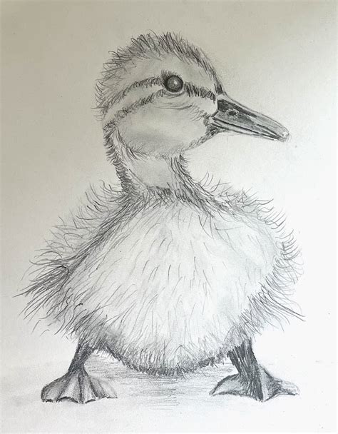 Duckling Drawing Artbase