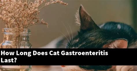 How Long Does Cat Gastroenteritis Last Explained