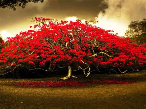 Stunning Shade Trees Red Coral Tree Large