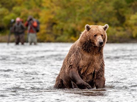 Bear Viewing Tours In Alaska Alaska Travel Collections