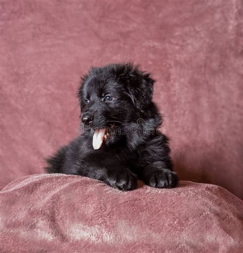 Long Haired Black German Shepherd Puppy Studio Stock Image Image Of