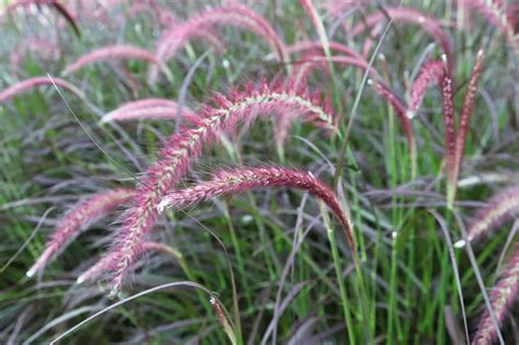 How To Harvest Purple Fountain Grass Seeds Like A Pro Cohesive Homes
