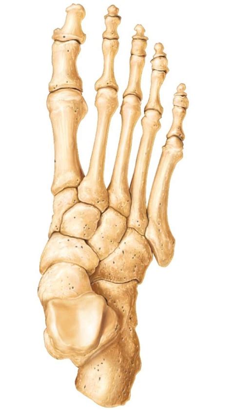 Bones Of The Feet Diagram Quizlet