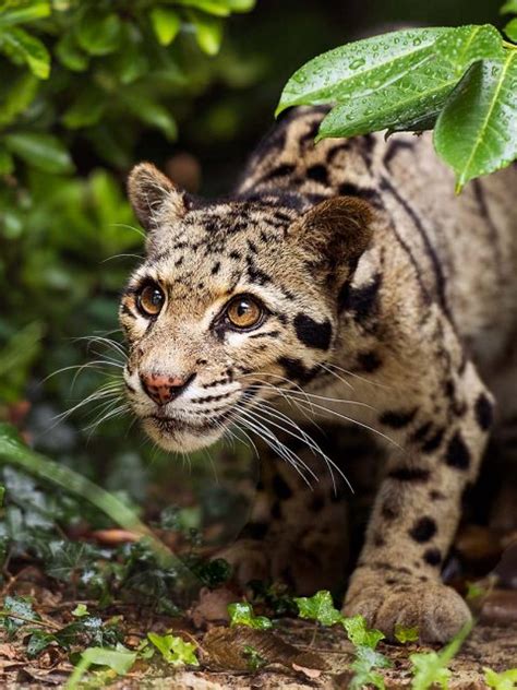 Leopard Shrubs Bing Wallpaper Download