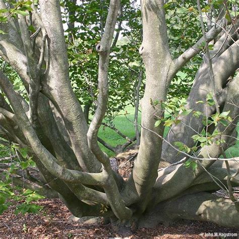 T And M Greencare American Beech Tree On The Tree Guide At