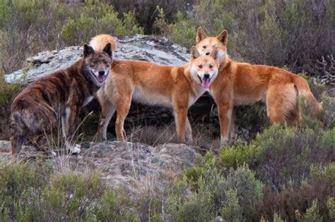 Colour Little Help In Telling A Dingo From A Wild Dog Research Shows