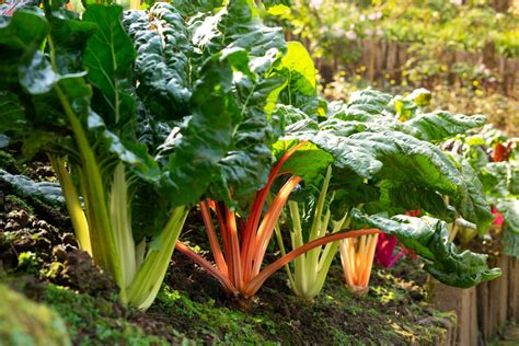 Chard How To Grow Care For And Overwinter Plantura