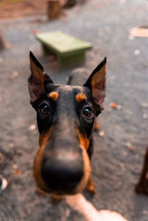 Doberman Ear Cropping Is It Necessary Here Are The Facts Rested Paws