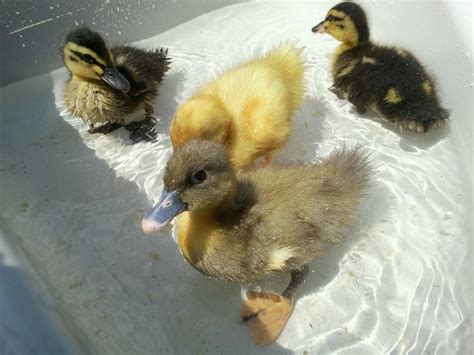 Duckling Breed Id Help Backyard Chickens Learn How To Raise Chickens
