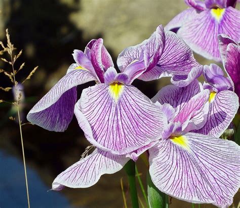 Forty Facts About Irises Beautiful Flowers And Useful Plants Owlcation