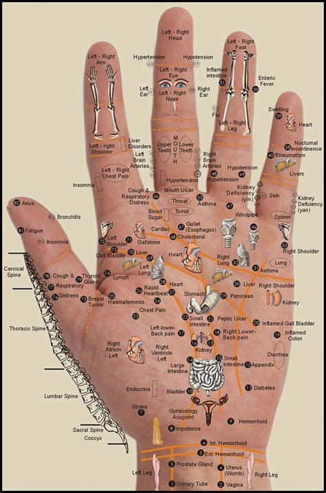 Free Printable Hand Reflexology Chart Printable Templates
