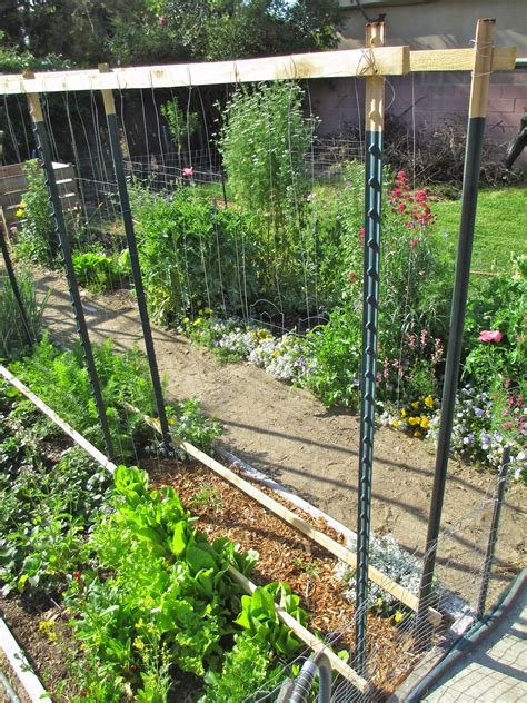 The Garden Is Full Of Vegetables And Plants