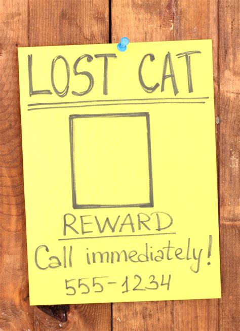 Help get your lost / missing dog, cat, bird or other pets back faster with our free poster template. My Indoor Cat Got Lost Outdoors — Here's How I Found Her ...