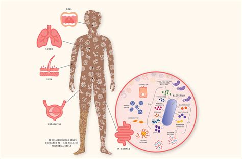 The Symbiotic Relationship Of The Microbiome And Host