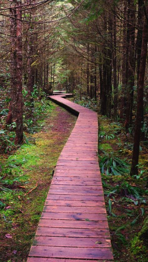 Forest Boardwalk Source Beautiful Forest Forest Path