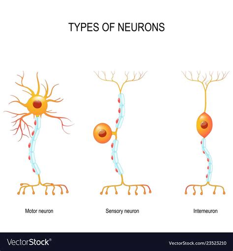 Biology Lessons Biology Notes Science Notes Teaching Biology