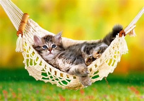 Free Download One Lazy Day Grass Fluffy Kitty Adorable Hammock Cat Sweet Cute Green