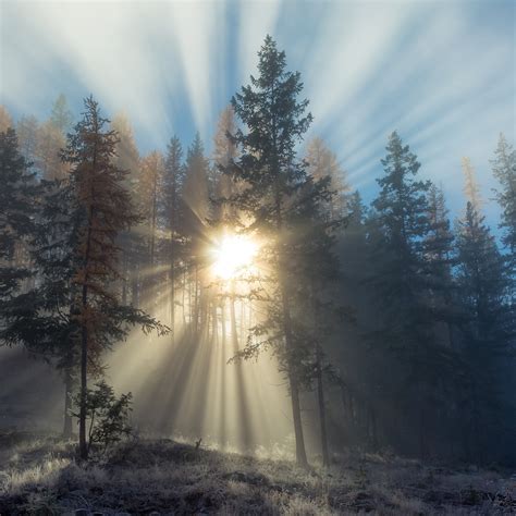 Download Wallpaper Sun Rays Through Forest Trees 2048x2048