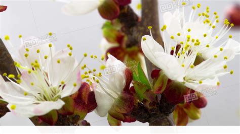 White Cherry Tree Flowers Blossoms Stock Video Footage