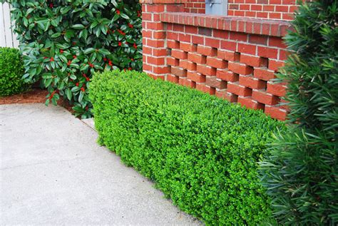 Green Beauty Boxwood For Sale Online The Tree Center