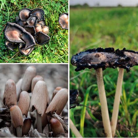 List Of Edible Wild Mushrooms In Kentucky State