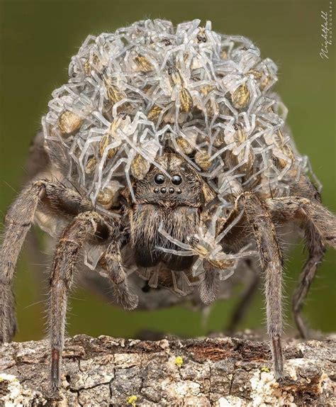 Una Madre Araña Carga Tiernamente A Miles De Bebés En Su Espalda