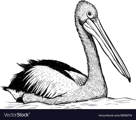 Pelican Bird Sketch Black And White Hand Drawing Vector Image