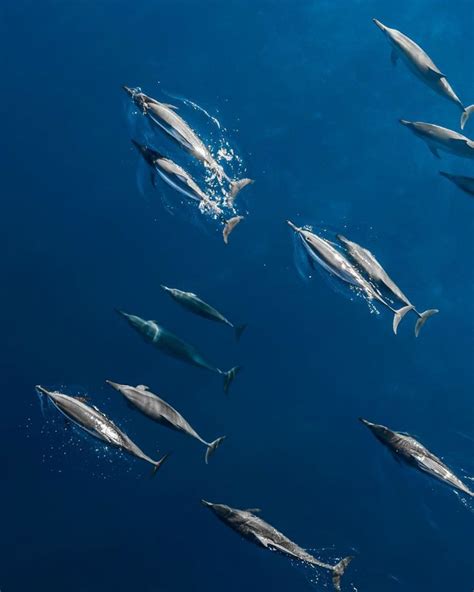 A Group Of Dolphins Swimming In The Ocean