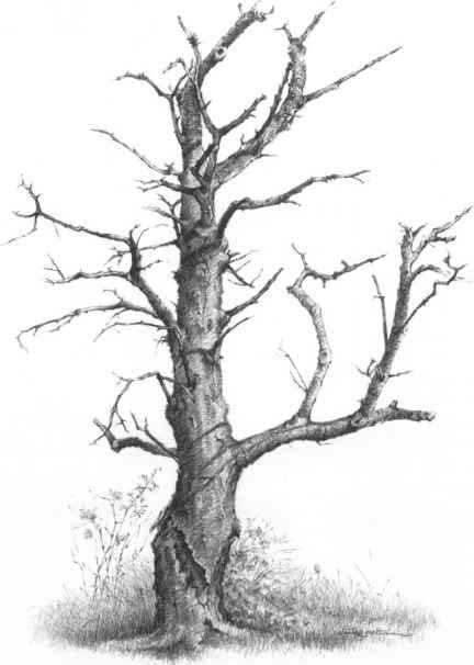 Drawing A Tree Without Foliage Drawing Nature Joshua Nava Arts